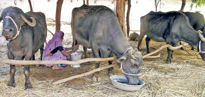 పాడిరైతులపై దాణాభారం