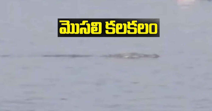 ఉప్లూర్ నల్ల చెరువులో మొసలి కలకలం