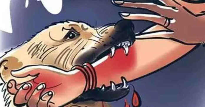 కుక్క స్వైర విహారం..