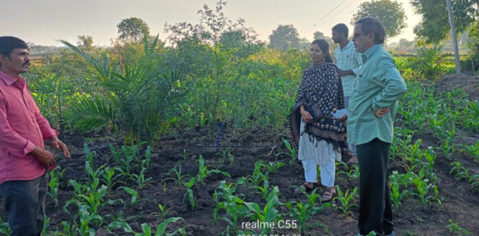 District Agriculture Officer inspects oil farm orchards and fertilizer shops