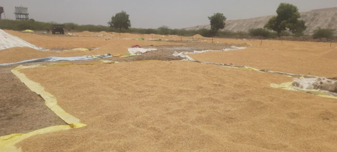 దొడ్డురకం మాకొద్దు..!