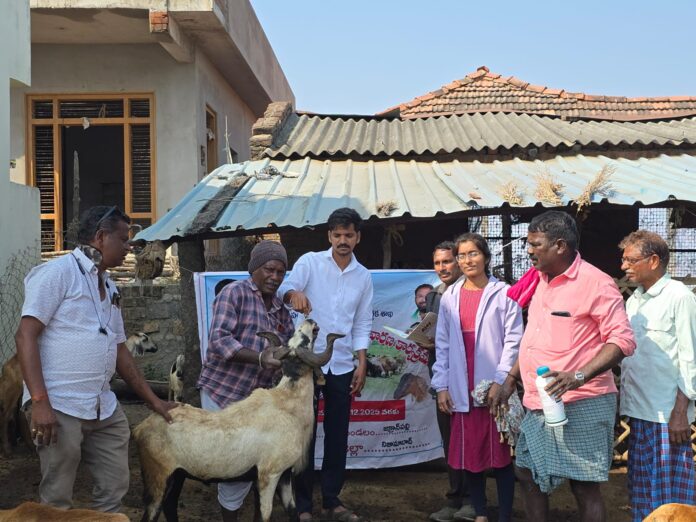 తొర్లికొండ బ్రాహ్మణపల్లిలో గొర్రె మేకలకు డివార్మింగ్ ప్రోగ్రాం