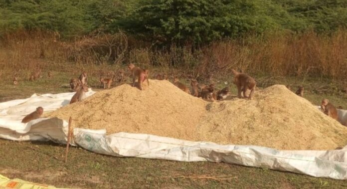 కోతుల పంచాయితీ..!