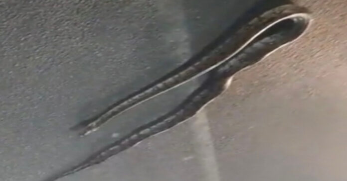 Snake in KBR Park.. people run in fear