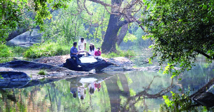 నగరం నుంచి అడవికి..