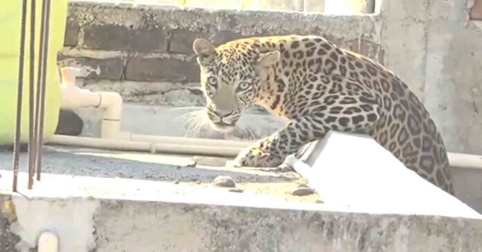 చిరుత దాడి..ఏడుగురికి గాయాలు