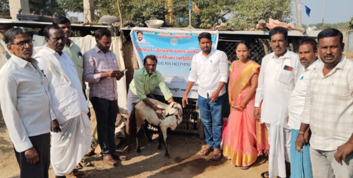 Goats and sheep should be vaccinated.