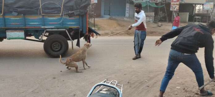 Stray dog ​​evacuation