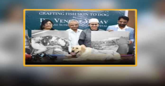మెడికల్ మిరాకిల్.. కుక్కకు చేప చర్మంతో సర్జరీ..