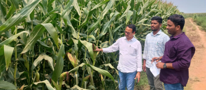 Digital crop survey should be completed as soon as possible