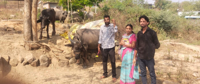 Use of pertussis vaccines