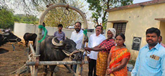 Livestock should be vaccinated against foot-and-mouth disease.