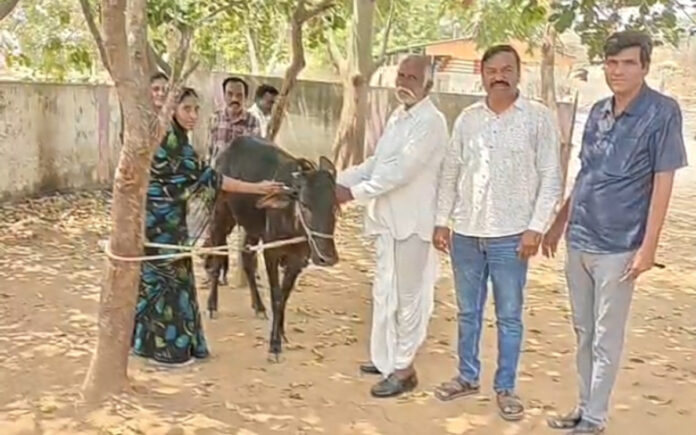 Livestock should be vaccinated against rabies.