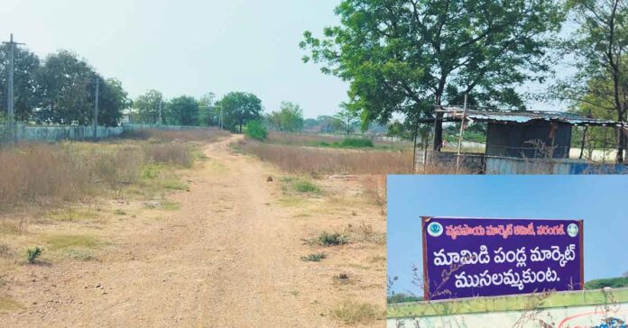 When is the mango market?