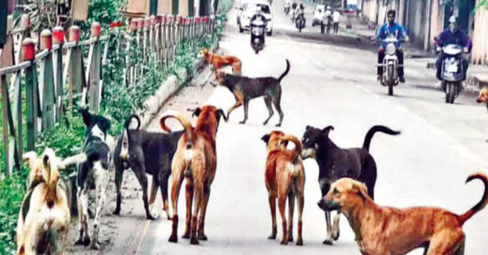 కుక్కలున్నాయి…పిక్కలు జాగ్రత్త!