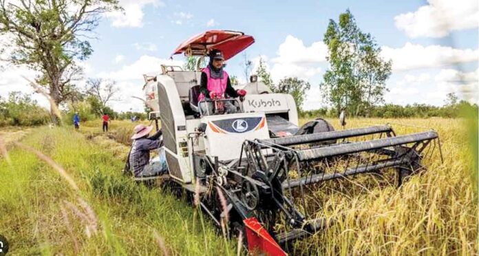 దక్షిణాసియాలో వరి సాగు సంక్షోభం!