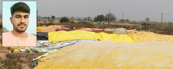 Sorghum farmers fear untimely rains