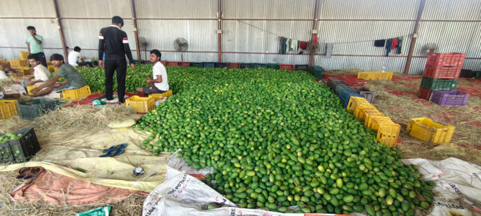 అనుమతులు లేకుండా మామిడికాయల తరలింపు