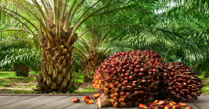 Palm oil farmer who got sick in May
