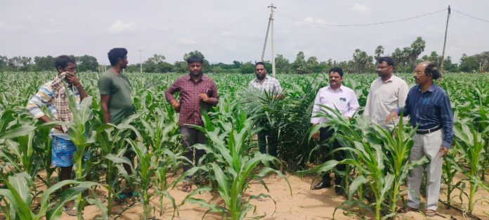 Intercropping due to El Nino effect