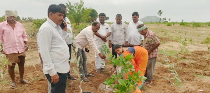 లెంకలపల్లిలో వన మహోత్సవం