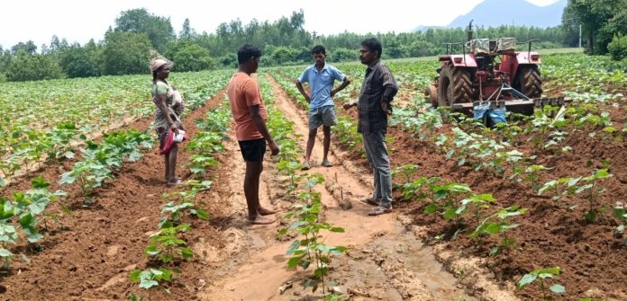 Management practices should be adopted based on the crop stage.
