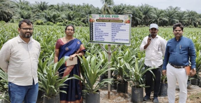 ఆయిల్ఫామ్ నర్సరీల్లో పీఈక్యూ బృందం ద్వితీయ దశ తనిఖీలు