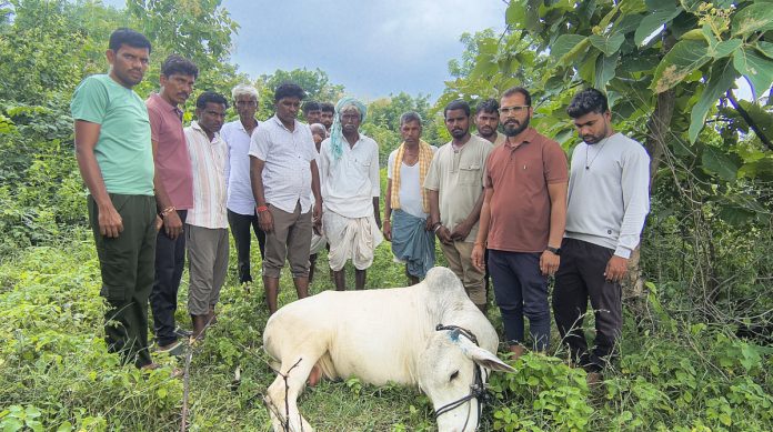 విద్యుత్ షాక్ తో ఎద్దు మృత్యువాత