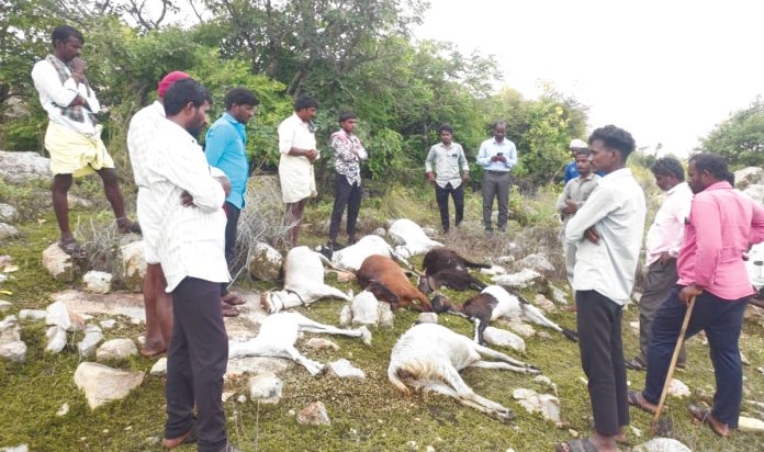 పిడుగుపాటుకు 8 జీవాలు మృత్యువాత