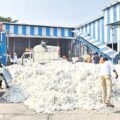 cotton-farmers-under-financial-burden