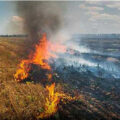 10-acres-of-paddy-burnt-due-to-accidental-fire