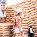 poor-peoples-rice-for-ethanol-production