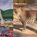 cheetah-walks-on-the-ghat-road-in-tirumala