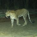 another-cheetah-spotted-on-tirumala-walkway