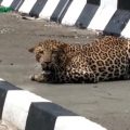 a-leopard-sitting-on-the-highway-is-a-traffic-jam