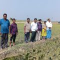 agriculture-officials-inspected-the-crops