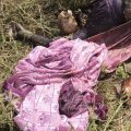 the-body-of-an-unidentified-female-was-found-near-the-railway-track