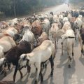 sheep-migrating-to-maharashtra