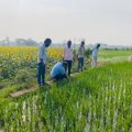 farmers-should-take-care-of-mogi-in-rice-crop