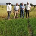 preventive-measures-against-stem-early-blight-in-yasangi-rice