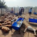 120-sheep-killed-in-dog-attack