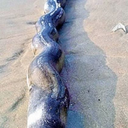 huge-snake-carcass-washed-up-on-vizag-sagar-beach