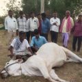 a-bull-died-due-to-electric-shock
