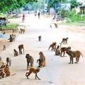 Monkeys... Parashan with dogs.!Officials who don't care