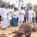 accidentally-killed-cattle