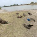 tragedy-seven-peacocks-died-in-duddeda-nalla-pond