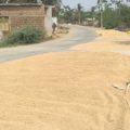 grain-is-dried-on-the-roads