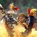 police-attack-on-chicken-breeding-base