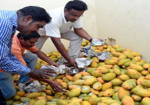 కృత్రిమంగా మామిడిని మాగబెడుతున్నారు