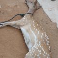 deer-dies-in-dog-attack